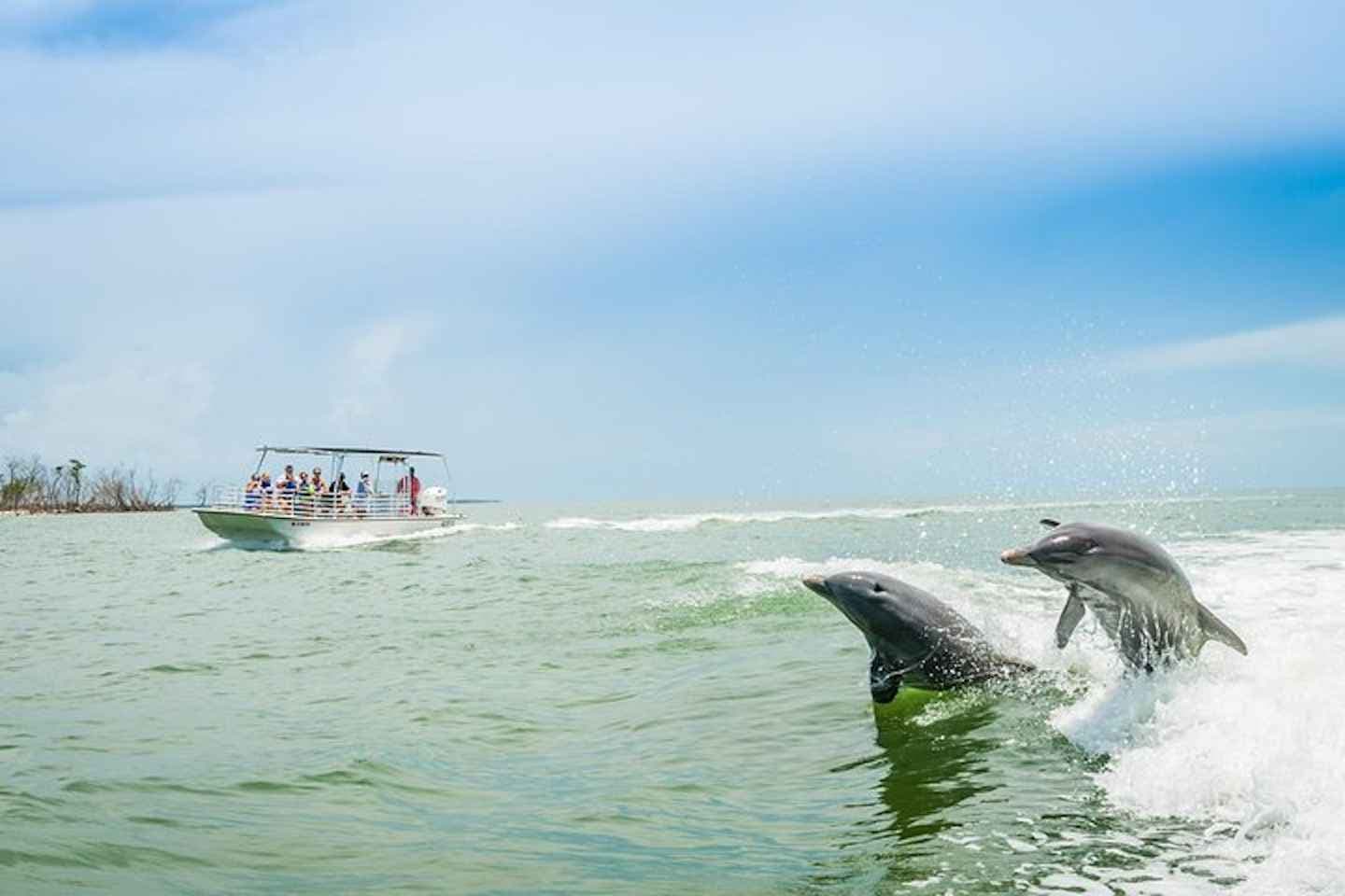 Marco Island: Dolphin-Watching Boat Tour thumbnail